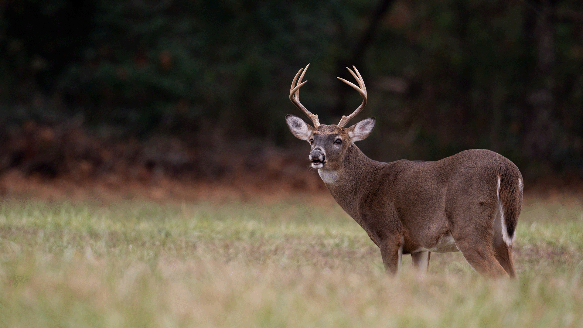 Some state parks to close for deer management hunts