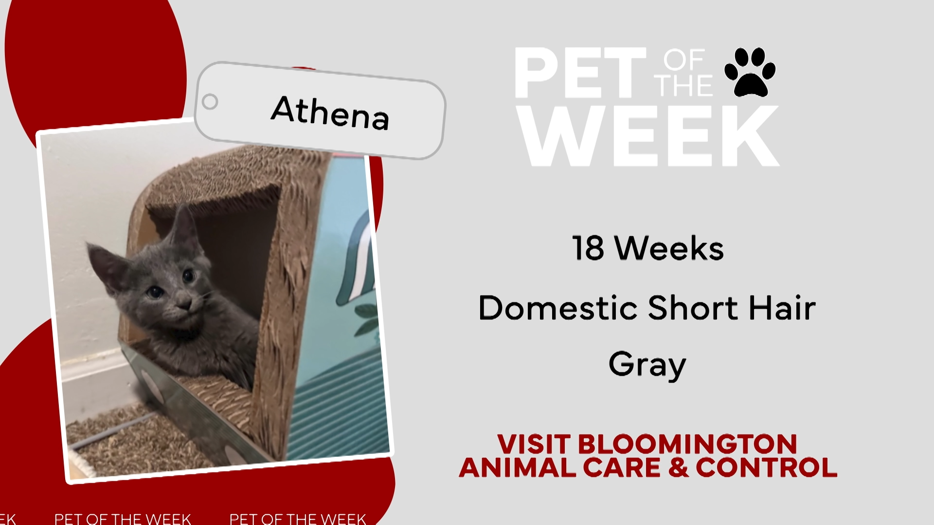 Pet of the Week – Sept. 20, 2024